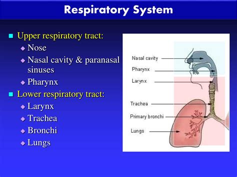 Ppt Development Of Respiratory System Powerpoint Presentation Free