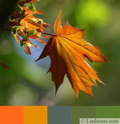 Stylish Orange Color Schemes For Vibrant Fall Decorating