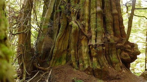 The Worlds Largest Cedar The Cheewhat Giant Near Nitinat Lake