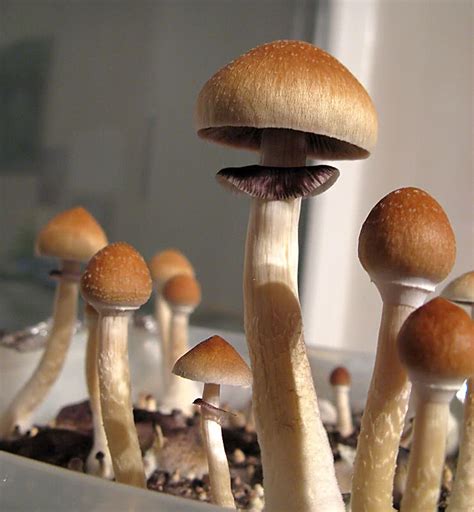 Psilocybe Cubensis The Ultimate Mushroom Guide