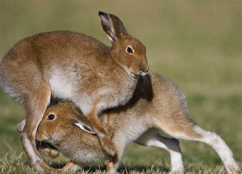Category Irish Hare Wildedges
