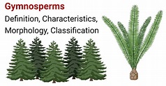 Gymnosperms- Characteristics, Morphology, Classification, Uses