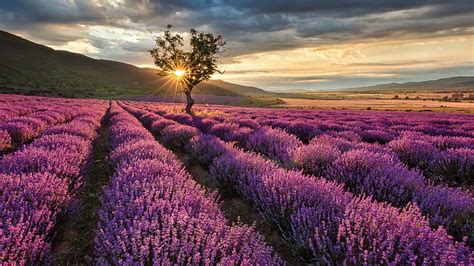 1080p Free Download Nice Beautiful Lavender Purple Flowers Field In