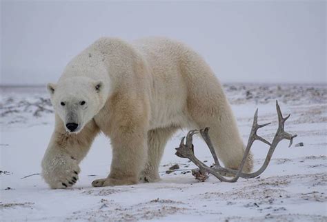 Churchill Tundra Buggy Vs Arctic Polar Bear Safari