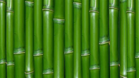 Bambú Naturaleza Fondo De Pantalla Hd Wallpaperbetter