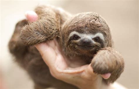 40 Adorable Sloth Pictures You Need In Your Life Reader S Digest
