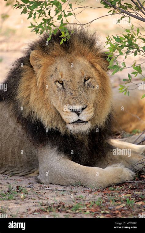 Adult Male Lion Sitting Hi Res Stock Photography And Images Alamy