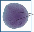 Entamoeba coli cyst (8nuclei) | Download Scientific Diagram