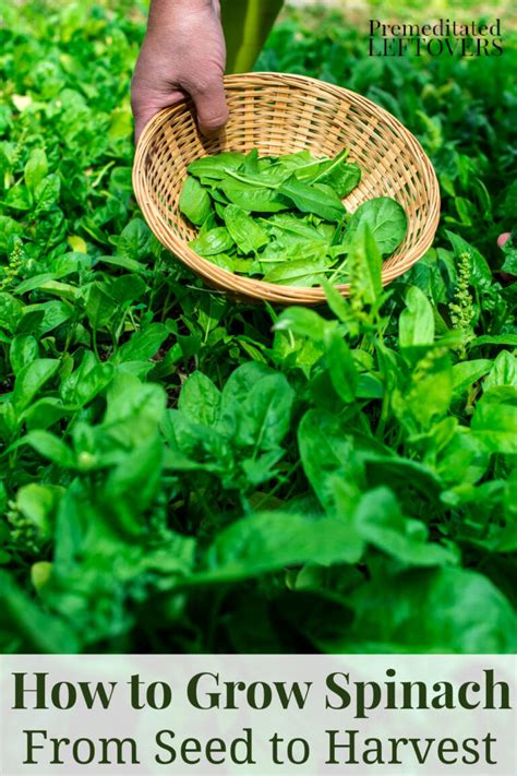 Tips For Growing Spinach In Your Garden This Year