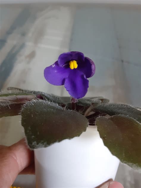 African Violet Semi Miniature Live Plant Noid Etsy