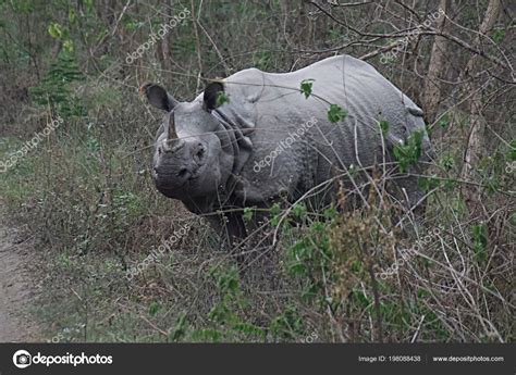 Greater One Horned Rhinoceros Chitwan National Park Nepal — Stock Photo