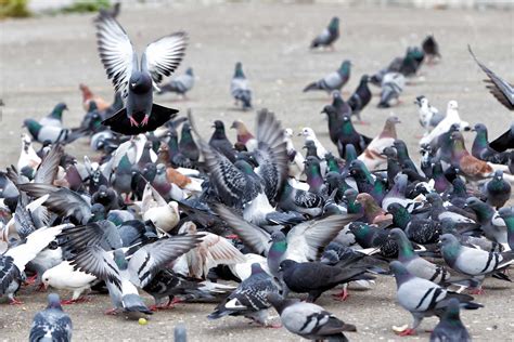 Feral Pigeons Pest Control East Midlands Intelligent Pest Control