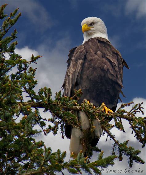 Bald Eagle Somewhere In The Washington State Usa Bald Eagle