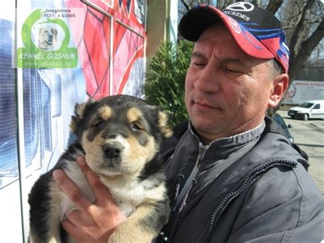 Horses and dogs tube alabai dog origin is russia and central asia region. Alabai de Vanzare | Pui Ciobanesc de asia Centrala de vanzare