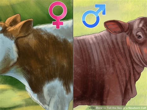 How To Tell The Sex Of A Newborn Calf 7 Steps With Pictures