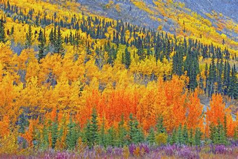 Autumn Colors In The Yukon Stock Photo Image Of Autumn 98686546