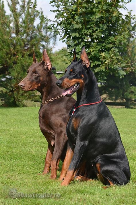 Blue Doberman Puppy Doberman Dogs Doberman Puppy