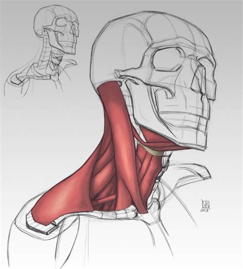 14 Best Drawing References Anatomy The Neck Images On Pinterest
