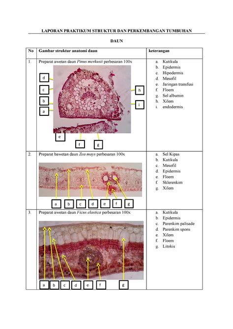 Laporan Praktikum Daun LAPORAN PRAKTIKUM STRUKTUR DAN PERKEMBANGAN TUMBUHAN DAUN No Gambar