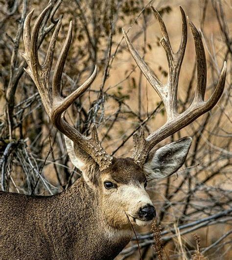 Pin by Brian Vogelgesang on Mule Deer and Mule Deer Hunting | Mule deer hunting, Big deer, Mule deer