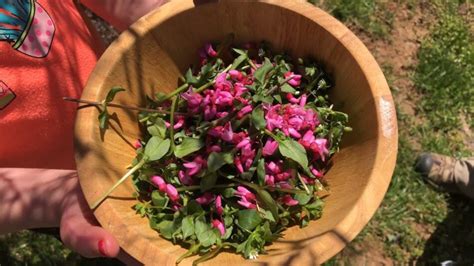 Foraging For Backyard Edibles Homegrown Nc State University