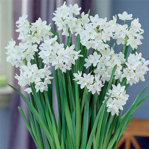 Single Paperwhite Daffodil Bulb Flowers Talk Tivoli