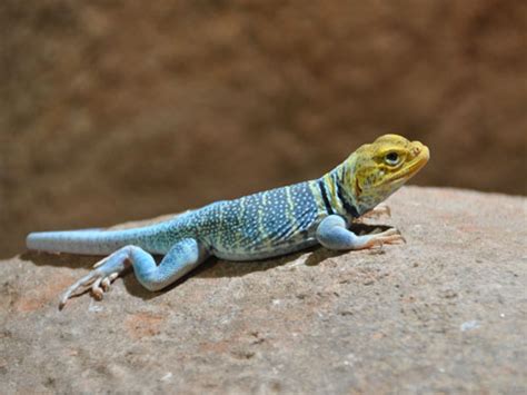 Crotaphytus Collaris Baileyi Western Collared Lizard In Zoos