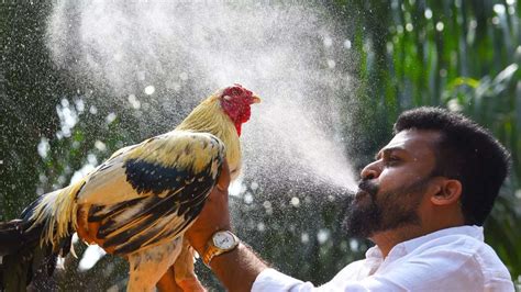 Photos Andhra Techies And Mbas Breeding Roosters For Cockfighting The Times Of India