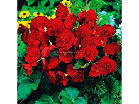 Бегония мултифлора червена Begonia Multiflora Maxima Red Бегонии