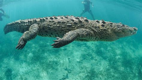 Discover How Fast Crocodiles Can Swim Top Speeds And Interesting Facts