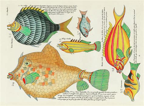 Vintage Whimsical Fish And Marine Life Illustration By Louis Renard