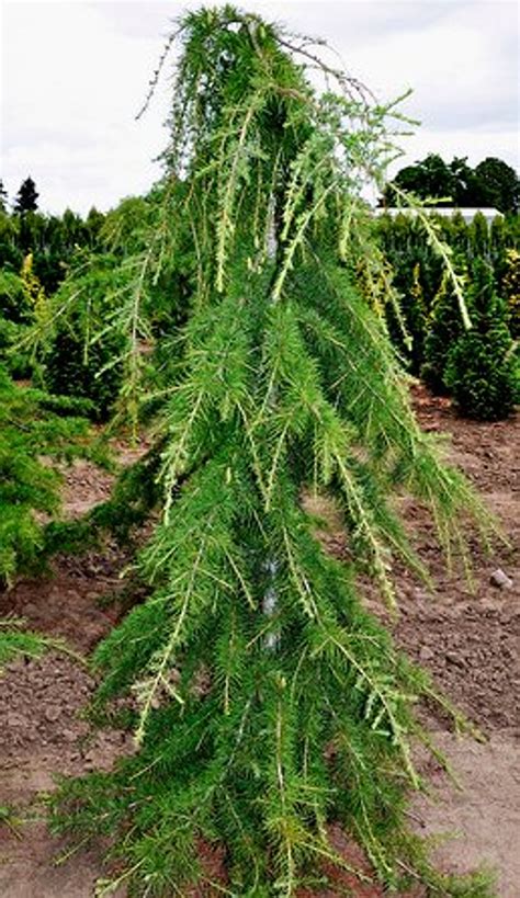 Cedrus Libani Beacon Hill Weeping Dwarf Cedar Of Lebanon Kigi Nursery