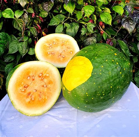 Moon And Stars Yellow Watermelon Seeds Plant And Heal