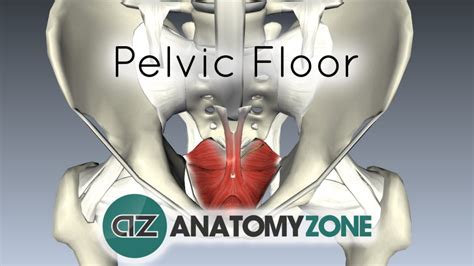Abdomen And Pelvis 3d Interactive Anatomy Tutorials