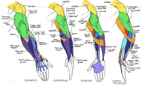 By Canadian Rainwater From DeviantArt Human Anatomy Drawing Arm