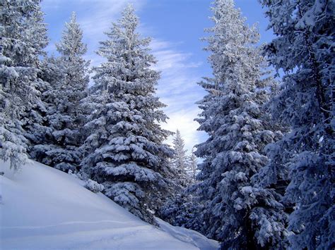 Image Winter Nature Seasons