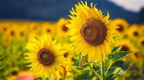 89 Field Of Sunflowers Wallpapers