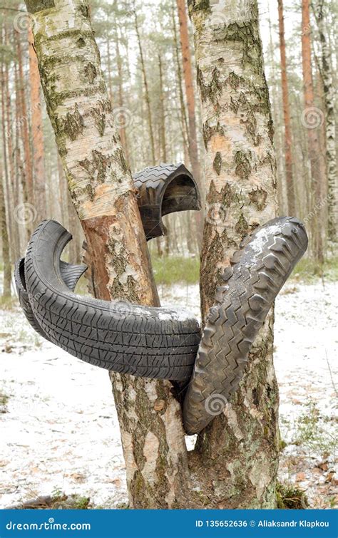 A Torn Tire Hanging From A Tree Stock Photo Image Of Breakdown