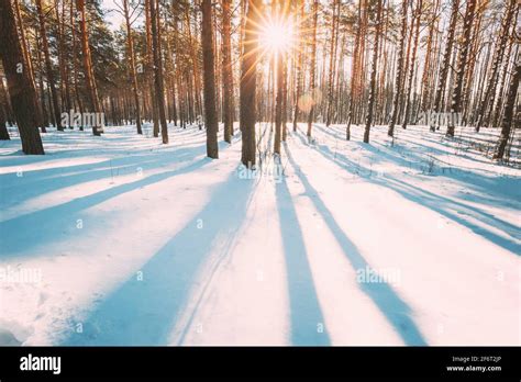 Sun Sunshine Sunlight Through Frosted Pine Trees Frozen Trunks Woods In Winter Snowy Coniferous