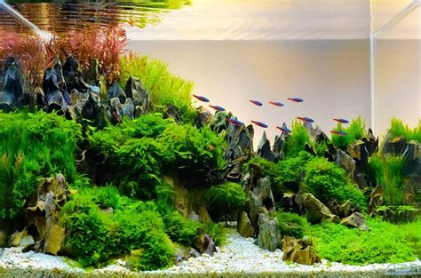 Seiryu Stone In Your Aquarium The Ultimate Guide For 2022 Aquarium