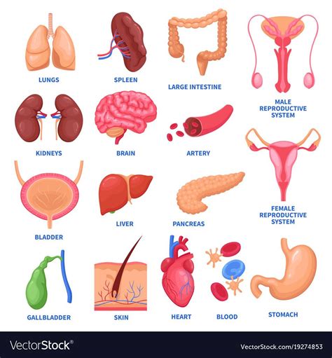 Chart Of Organs In Human Body
