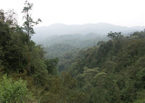 Visit Nyungwe Forest On A Trip To Rwanda Audley Travel