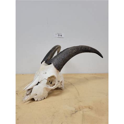 Mountain Goat Skull