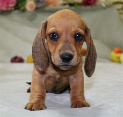 Mini Dachshund Puppies Available For Sale In Des Moines Iowa