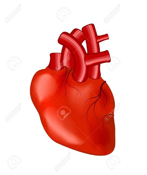 Best Real Heart Clipart 13461