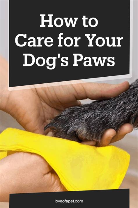How To Care For Your Dogs Paws 8 Tips Love Of A Pet In 2021 Dogs