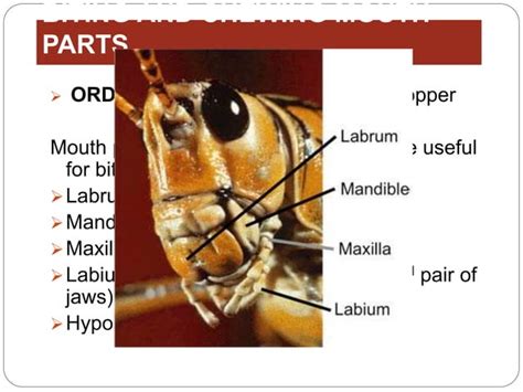 Insect Mouthparts Ppt