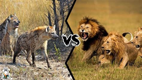 Male Lion Vs Hyena