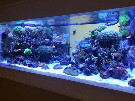 300 Gallon Reef I Love This Tank So Much Saltwater Aquarium