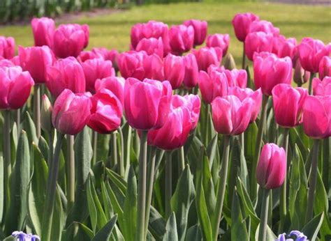 Bayangkan saja, ada saat kuncup saja bunga ini sudah begitu mempesona. 9 Gambar Bunga Tulip yang Indah dan Menyejukkan Mata ...